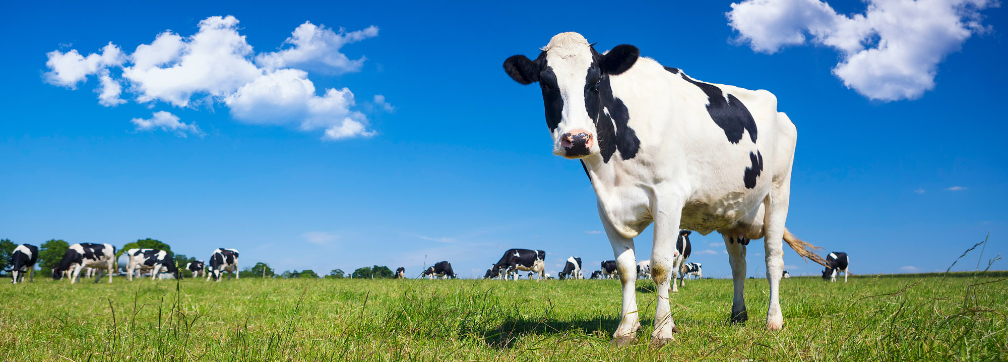 Dairy Express Dairy Express Herd Recording